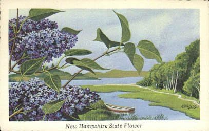 Eyalet Çiçeği, New Hampshire Kartpostalları